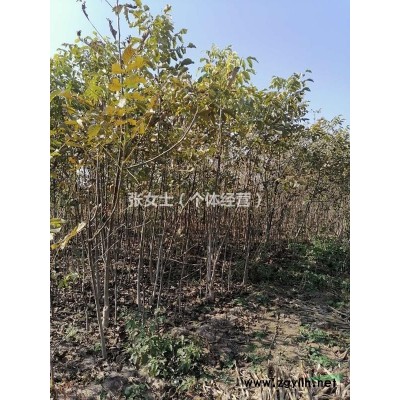 河北任丘出售自己家种植的核桃树苗现刨现卖