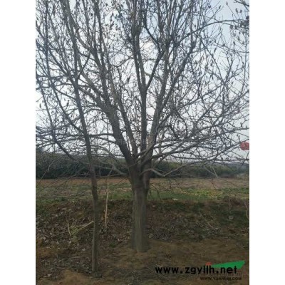 河南南阳丛生蒙古栎价格/报价