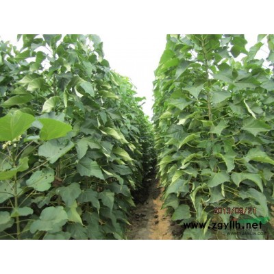 栾树供应    河南周口淮阳重阳苗木