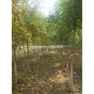 北栾价格优惠胸径7-8-9-10-11-12公分