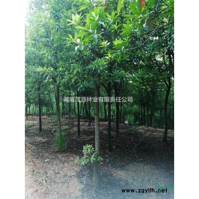 特价处理重阳木