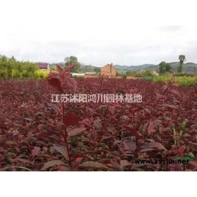 江苏沭阳元宝枫行情报价/江苏元宝枫规格*