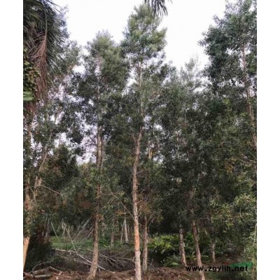 中山地区供应30-60公分大腹木棉（木棉）