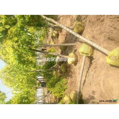 供应连翘，丁香，马莲等，榆树苗，速生柳苗，火炬苗