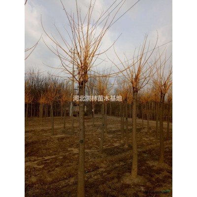 栾树 一*栾树 二*栾树 占地栾树 河北栾树