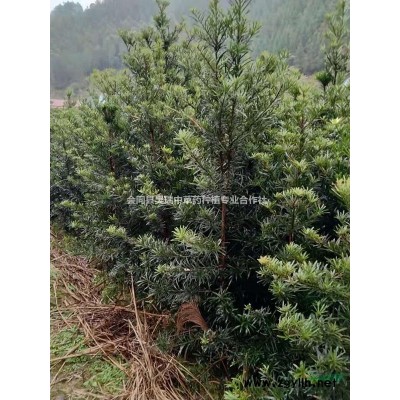 3公分2米左右罗汉松苗供应，一手货源