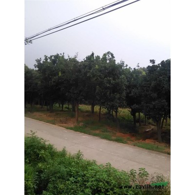 精品全冠香泡树（柚子树）