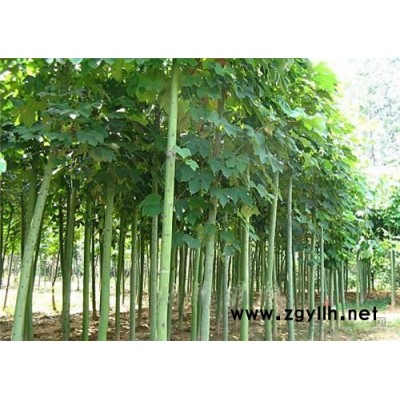 罗汉松小苗有量供应