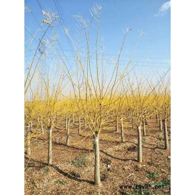 专供8-15公分矮杆金枝槐黄金槐