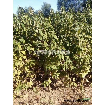 3公分4公分5公分山杏树价格6公分山杏树价格各是多少钱一棵