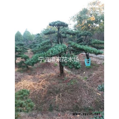 长期供应造型罗汉松、五针松、桂花、红枫等浙江宁波苗木