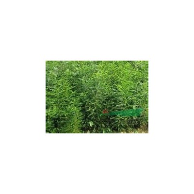 山西绛县供应五角枫 五角枫小苗 大规格五角枫 山西五角枫基地 五角枫价格