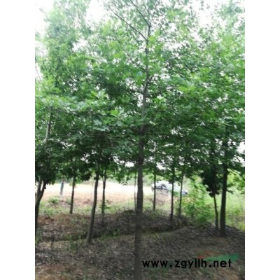安徽合肥供应西府海棠5，6，7，