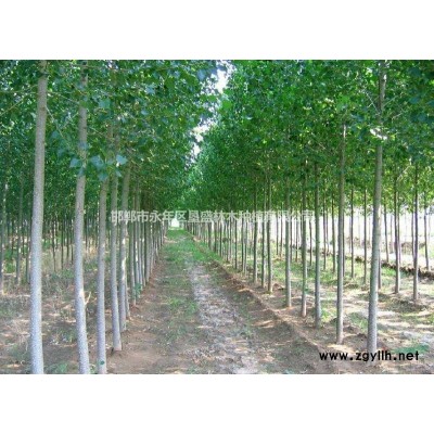 高品质速生杨