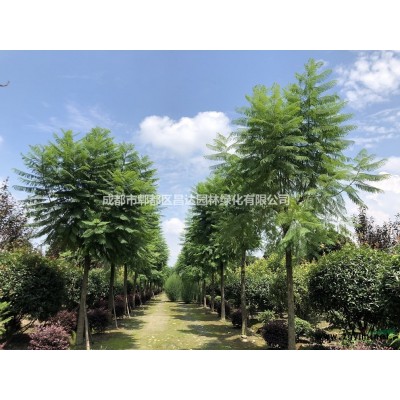 供应熟货16-20公分朴树，价格800-2050元，成都货源