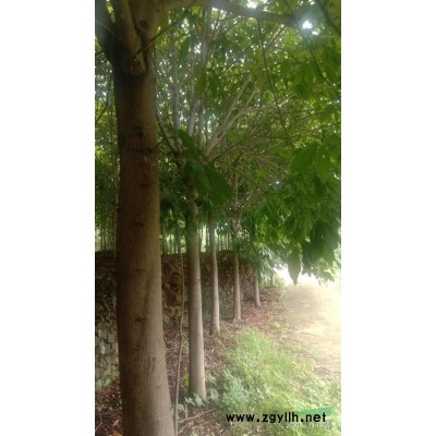 各种规格七叶树2－－－30公分