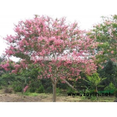 6-15公分一*法桐，大面积清地，预购从速10元起