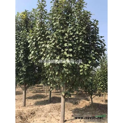 张家口山杏树价格怎么样 河北山杏树价格便宜批发 各种规格山杏