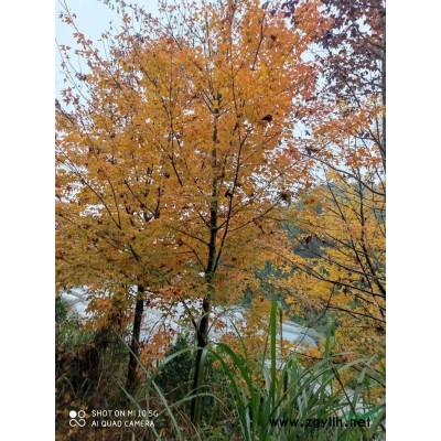 各种规格乌桕小苗