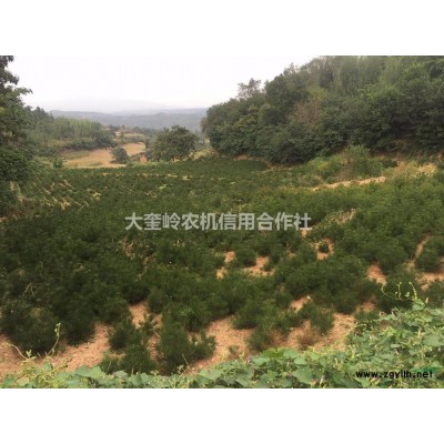 河南济源大量供应白皮松、国槐。红豆杉