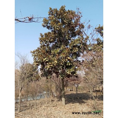 出售一批15到20公分广玉兰