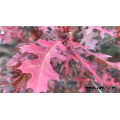 低价供应娜塔栎、舒玛栎