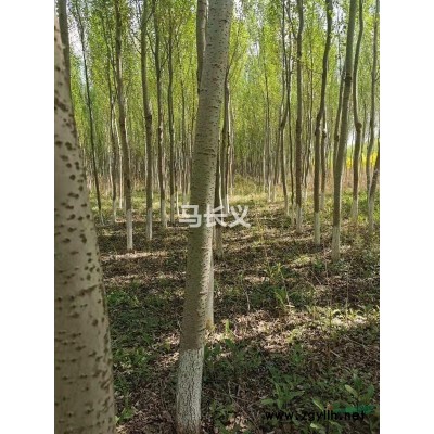 新疆杨 绿叶垂榆 金叶垂榆 旱柳 金丝垂柳 绿垂柳 馒头柳 糖槭 复叶槭