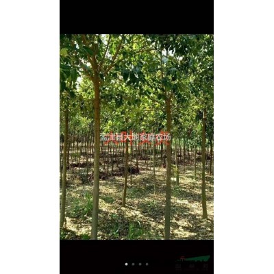 玫瑰红紫薇丛生独杆