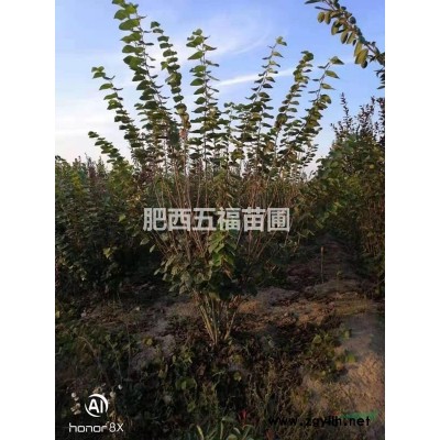 红叶李 6-12公分