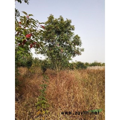 红叶石楠 产地直销  大冠幅红叶石楠毛球