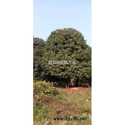 宜宾基地直销，3至22公分桂花，茶花