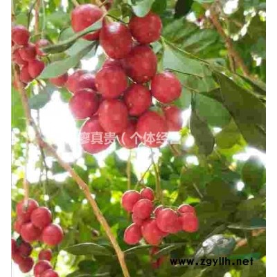 造型罗汉松 树径15-25Cm清场大放漏