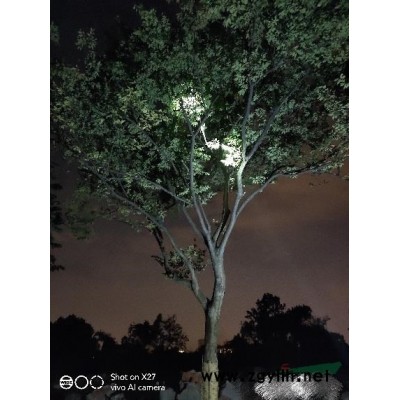 出售10公分  12公分全冠香樟