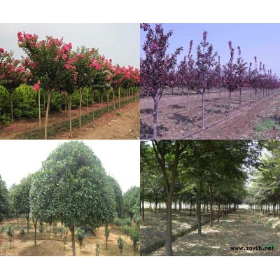 现有苗木出售 约2万棵  红榉树、紫薇、桂花、海棠、大叶女贞