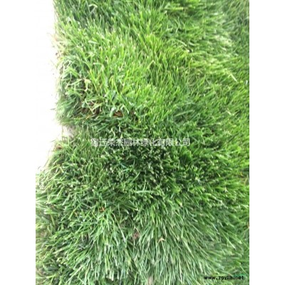 直立冬青自家苗圃直销