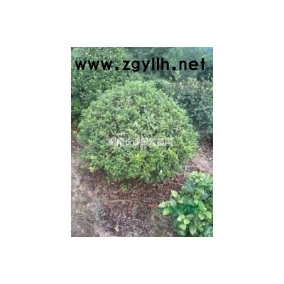 能香化净化环境的阔叶树四季桂