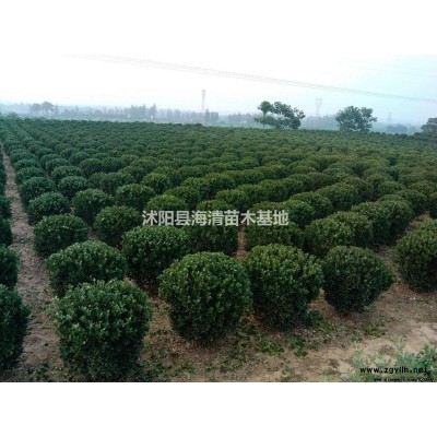 米径6公分枇杷树今年行情怎么样