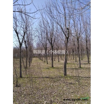 国槐七至拾公分上车价陆拾元