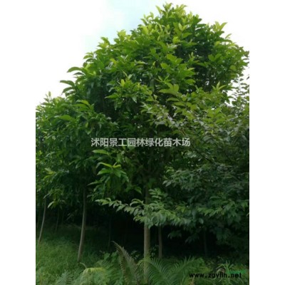 江苏金叶女贞价格_金叶女贞苗图片_金叶女贞产地_金叶女贞绿化苗木