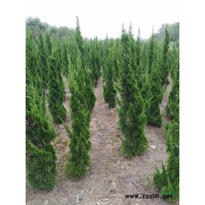 大量低价直销；蜀桧，龙柏，榉树，无刺构骨球，红叶石楠球