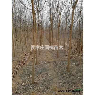 石家庄正定国槐苗木出售