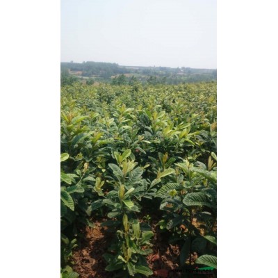 湖北地区香樟容器苗