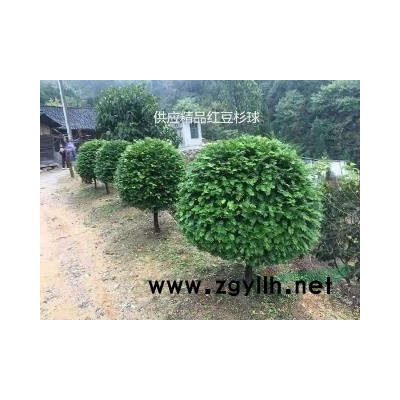 湖南邵阳供应3至10公分红豆杉