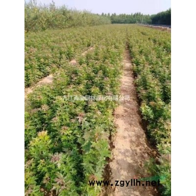 江西九江供应精品香港四照花