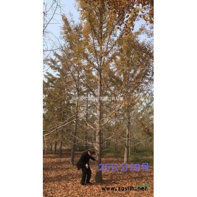 清仓处理银杏树