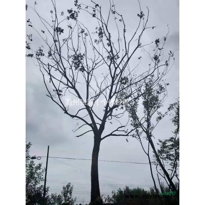 山东20公分朴树/20公分精品朴树