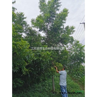 美国薄壳山核桃（碧根果）嫁接苗