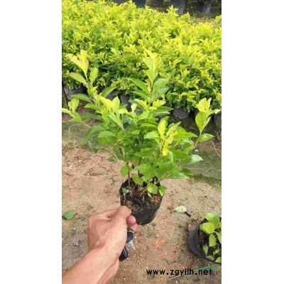 锦叶榄仁（花叶榄仁）8.9.10.公分出售