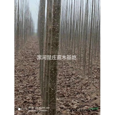 楸树苗 楸树
