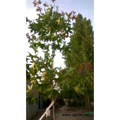 河北邢台市威县大量销售五角枫，望广大用戸光顾